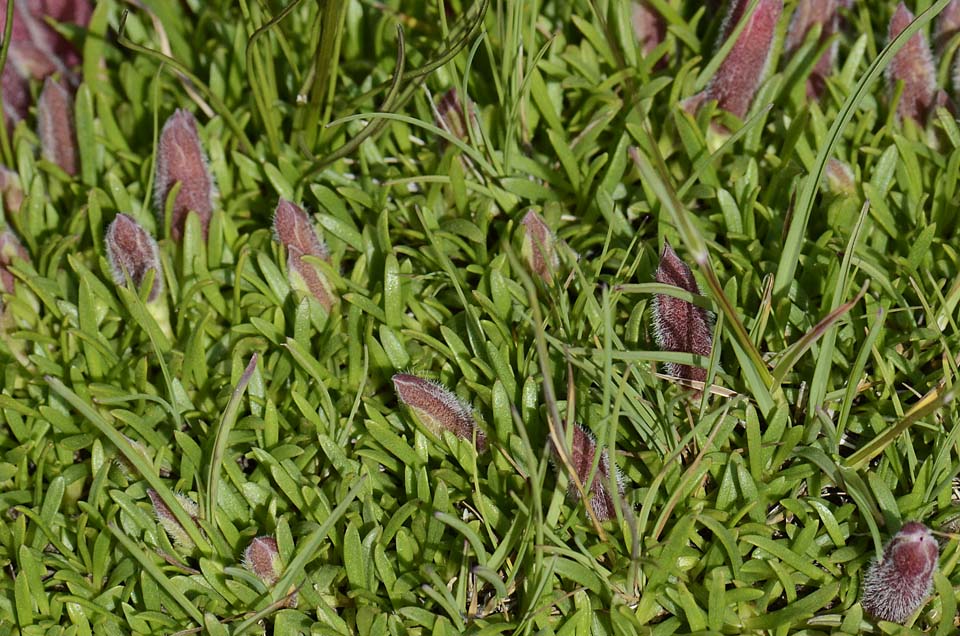 Saponaria pumila / Saponaria minore